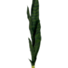 Obrazek Sansewieria