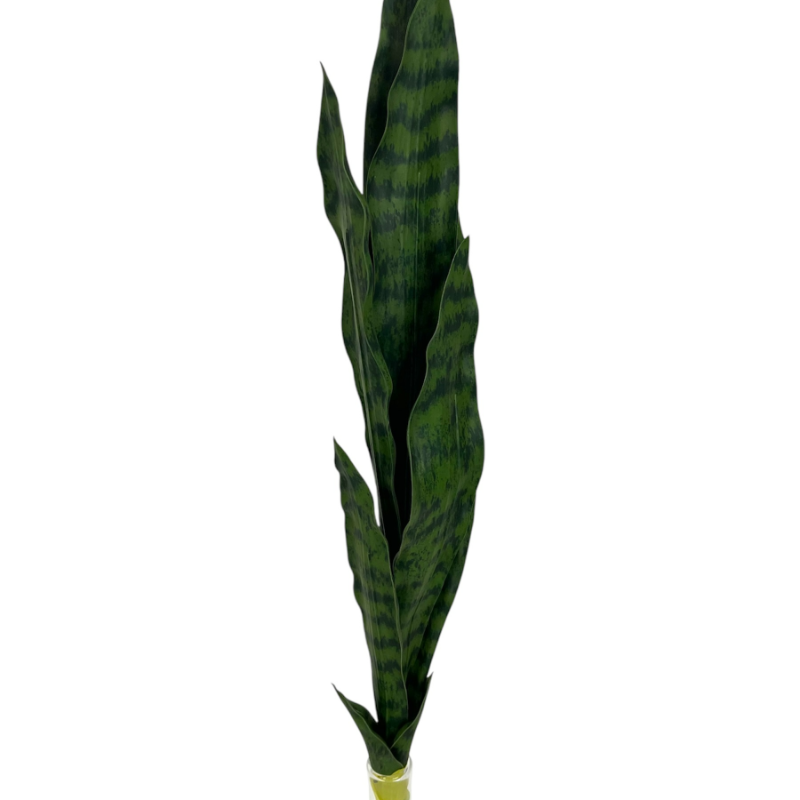 Obrazek Sansewieria