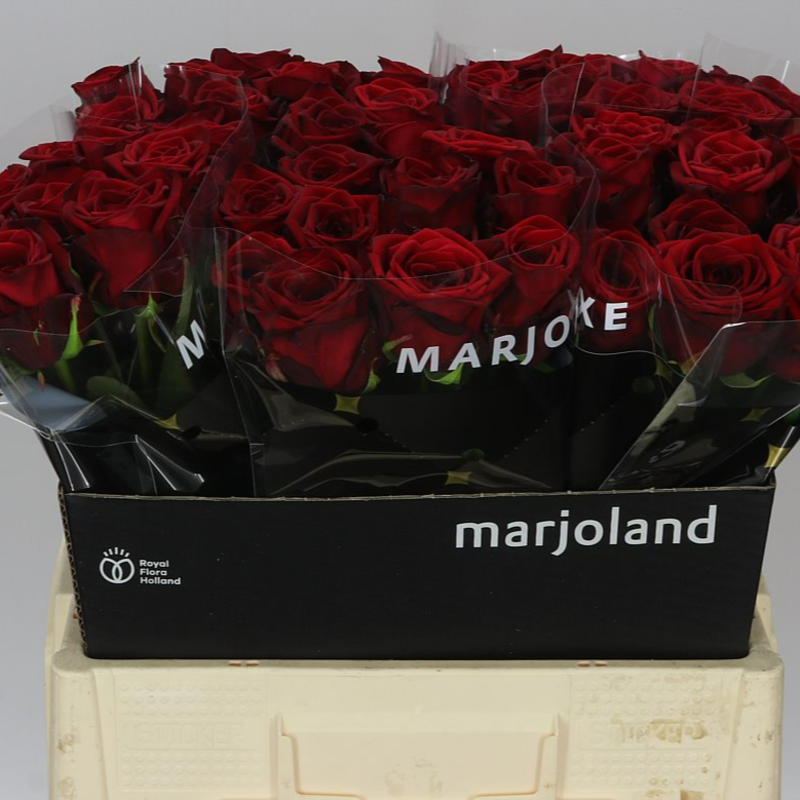 Giełda Franowo – Platforma Handlowa. Róża Red Naomi 60cm