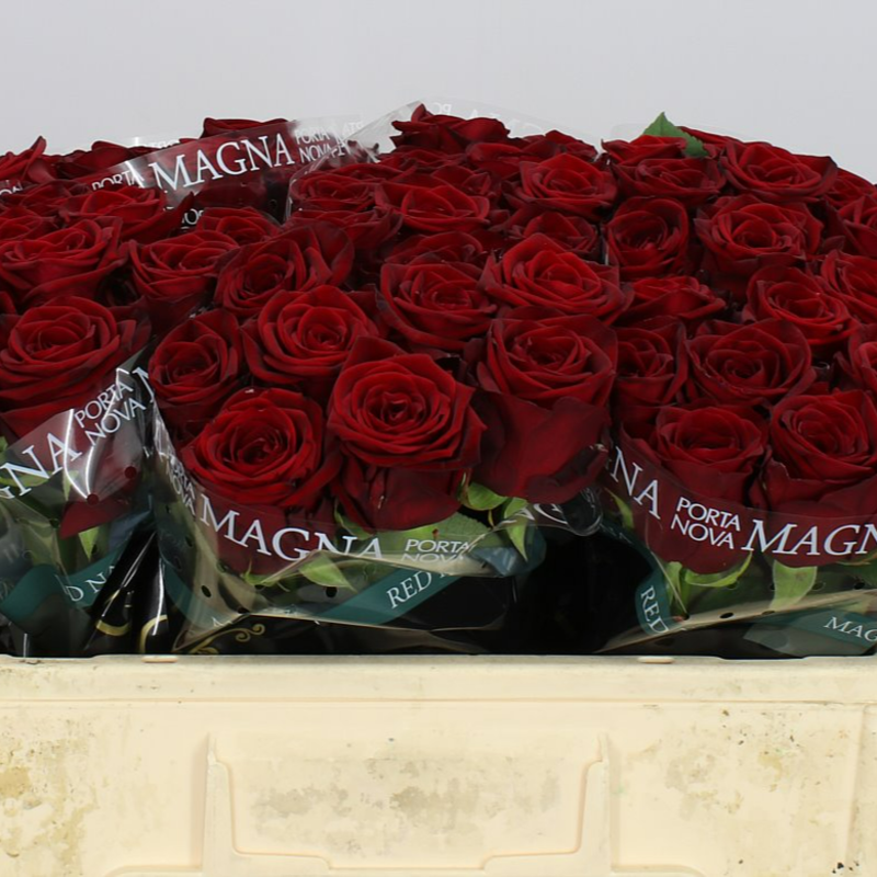 Obrazek Róża Red Naomi 50cm