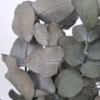 Obrazek Eukaliptus Populus green stabilizowany
