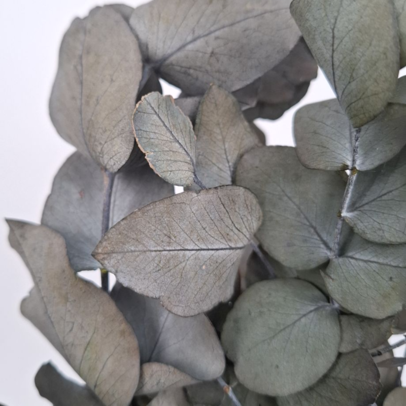 Obrazek Eukaliptus Populus green stabilizowany