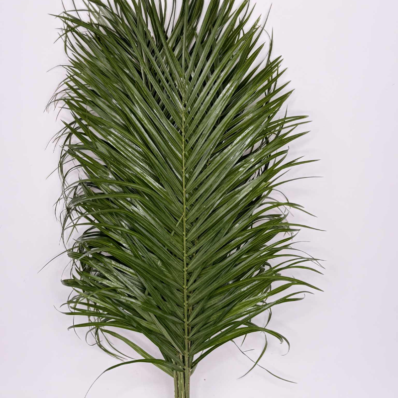 Obrazek Robelinii liść 80 cm 