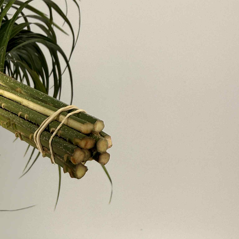 Obrazek Robelinii liść 80 cm 