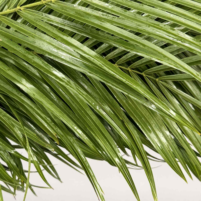 Obrazek Robelinii liść 80 cm 