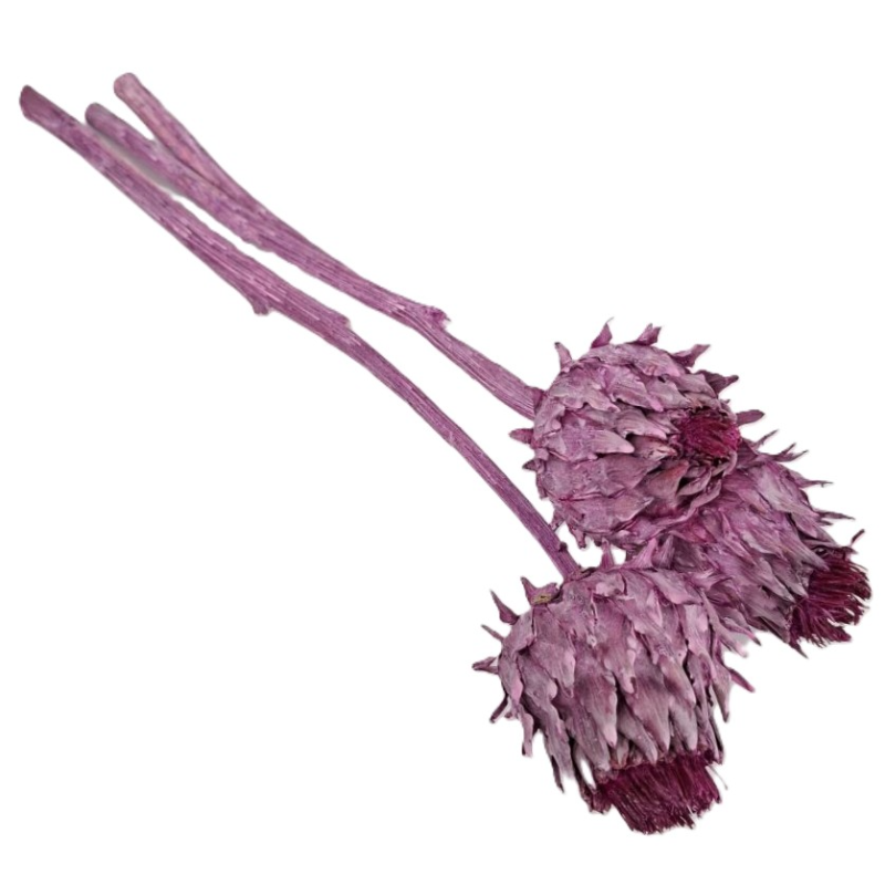 Obrazek Cynara / karczoch fioletowa 3 szt. 